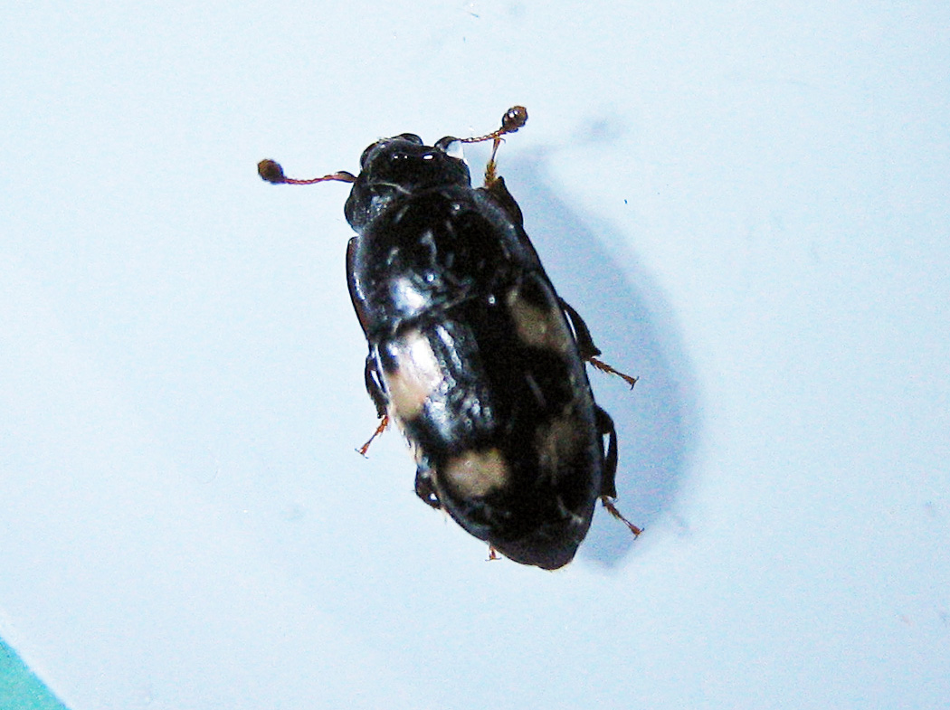 Glischrochilus quadrisignatus, Nitidulidae